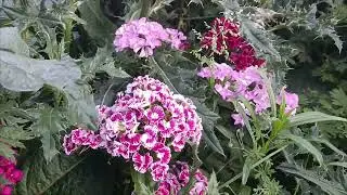 flowers of spring in the city🌸🪻🌿