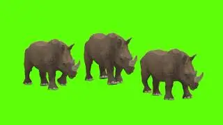 WOW!! Rhinoceros antlers walking on green screen with sound no copyright