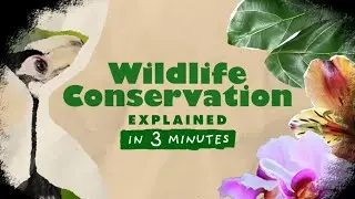 Wildlife Conservation | Explained in 3 Minutes #04