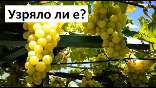 Ето как се разпознава дали е Узряло Гроздето