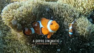 Underwater Tones | A Cinematic With GoPro Hero 11