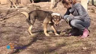 В добрые руки милая собака Нарния!