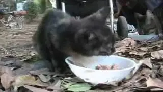 今年５度目の捨て猫が - abandoned kitten