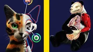 Idle Pet! MAX LEVEL CAT, PANDA, BEAR EVOLUTION!Idle Pet   Create cell by cell