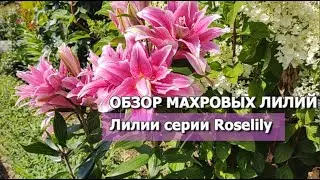 DOUBLE LILIES REVIEW: Roselily Thalissa and Roselily Anouska | Double Lilies Roselily Series