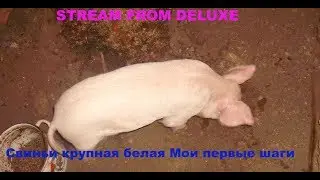 Свиньи крупная белая Мои первые шаги