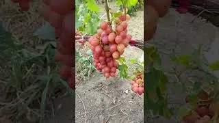 Лучший виноград на участке. Роза красная.https://t.me/vladkovalef
