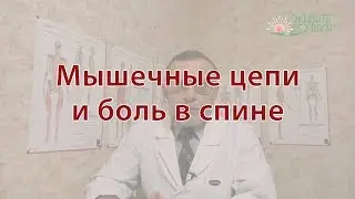 Мышечные цепи и боль в спине