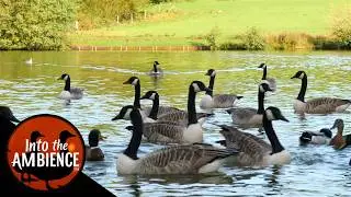 Feeding Canada Geese and Ducks on a Beautiful Lake - Nature Relaxation - 4K - All Natural Sound