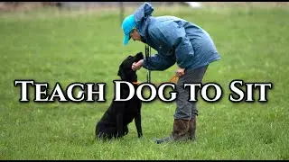 Teach Dog to Sit on Lead