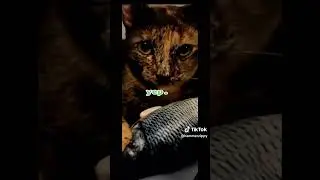 cats response to floppy fish toy #floppyfishtoy #dottedwhiskers #pleasesupportecommercestartups