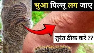 भुआ पिल्लू लग जाए तो तुरंत ठीक कैसे करें || Bua Pilu Katne Par Kya Karen || Bua Pilu Treatment