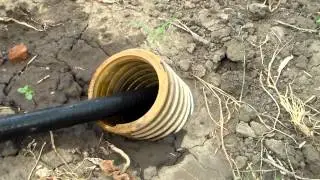 Виноград Прекращение поливов