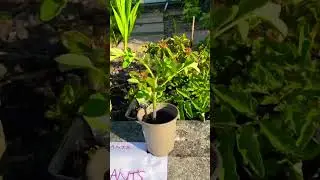 #free #plants  🪴— an #act of #kindness —- #plymouth #uk