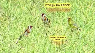 Птицы на рапсе