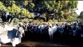 Sapi brahman croos