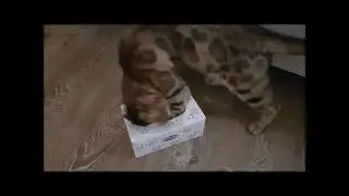 Смеялись  целый  день