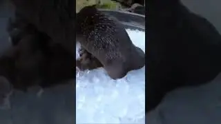 Плюс вайбик