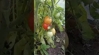 tomatoes 🍅 🍅 🍅
