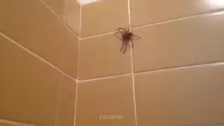 Totally Random(Funny)