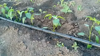 Высаживаю острый 🌶️перец : Халапеньо, Питер, Бараний рог...