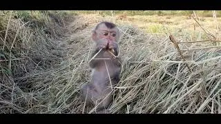 Cute tiny baby monkey training 