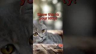 Show this to your cat!  Full 2 hour version linked above 😻.  #cattv #cattvgames #videoforcats #cat
