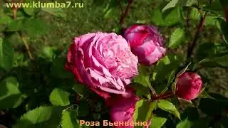 Плетистые розы моего сада. Обзор лучших сортов! Мои фавориты!