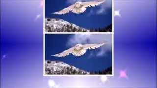 СОВЫ - СОВУШКИ ...