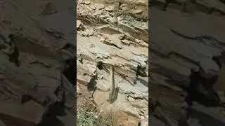 Huge Eel....Baam Fishing, Village Bam Catching