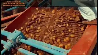 Potato Bed Harvesting With Loader Digger