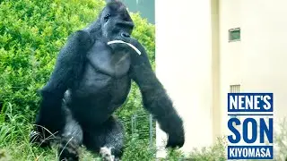 Gorilla Siblings Playing friendly While the Silverback is Away | The Shabani's Group