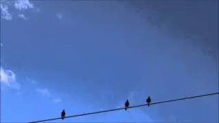Spin Spin Magpie