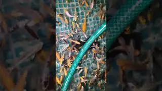 Карпы кои Борисполь 0509317876