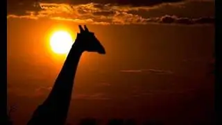 Infernal : Serengeti (Bliss Mix)