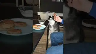 Хаски кушает