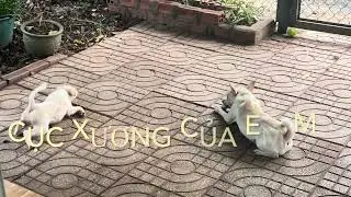 Có cục xương mà anh em cãi nhau - Không phải của mình có tranh giành... cũng được luôn