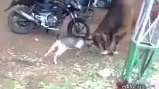 move over big bully