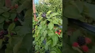 Фридом поспел!!!