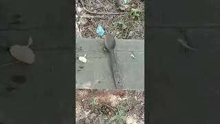 деревянные люди едят деревянными ложками