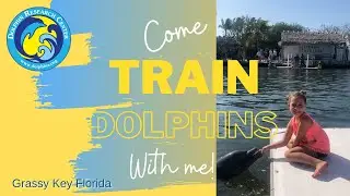 Come Train Dolphins with Me!