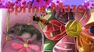 🌸Spring Maze🐹