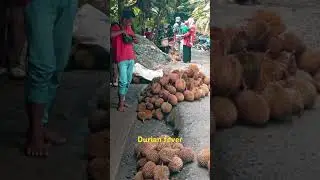 Harvesting #durian in South Aceh, Indonesia