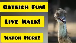 OSTRICH WALK|| RELAXING BIRD STROLL #aachen #germany #zoo #zooanimals #animals #ostrich #animal