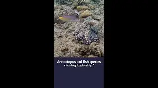 Why are octopuses and fish teaming up?
