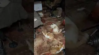 Котэи на веществах