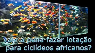 116°- Lotação para ciclídeos africanos sim ou não!?