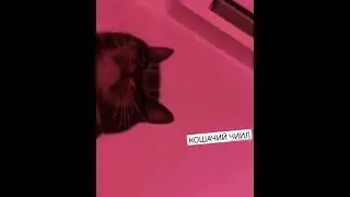 ВОТ КАК КОТЫ ЧИЛЯТ, КОГДА ИХ НЕ ВИДЯТ / ШОК #shorts