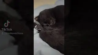 Котик
