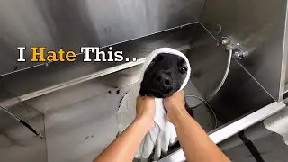 My Dog Loves When I Get Home Early From Work!